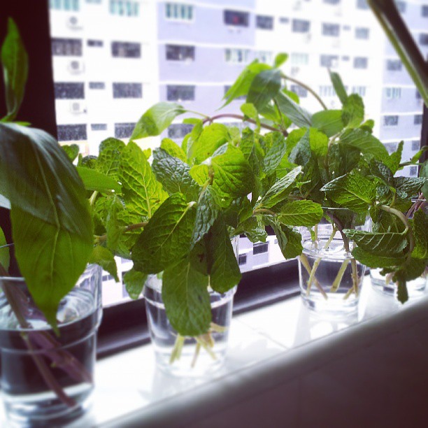when the apartment gardening was more successful...