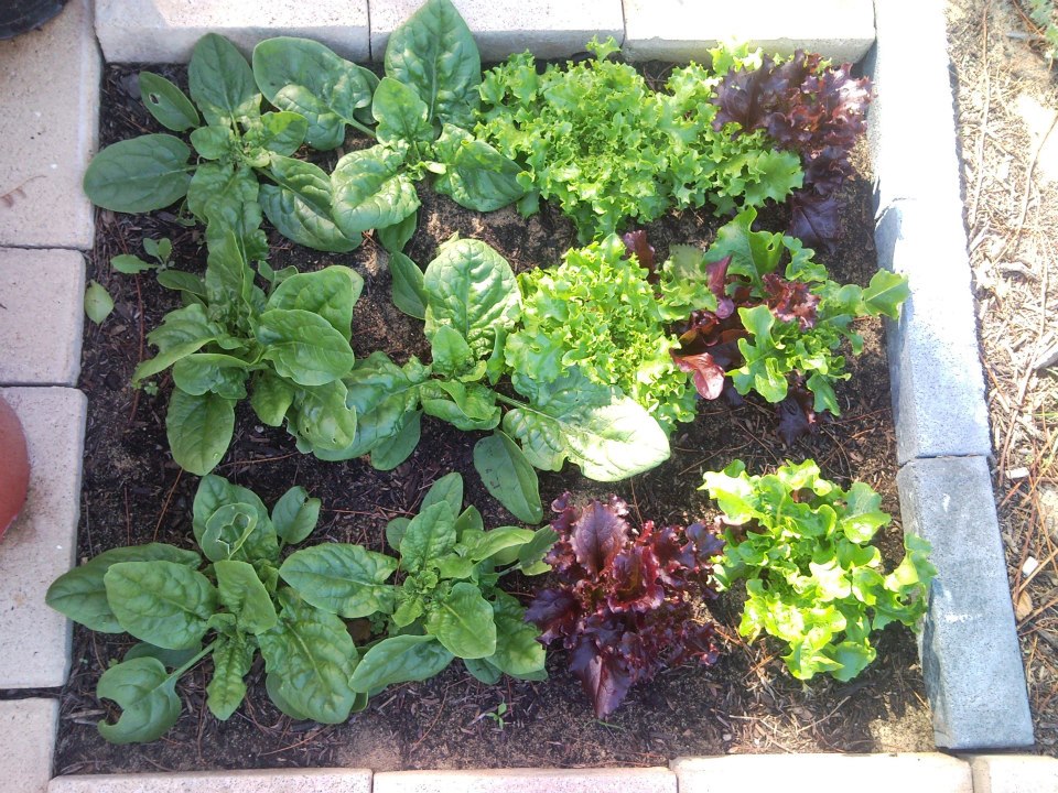 growing veggies in the backyard in Perth